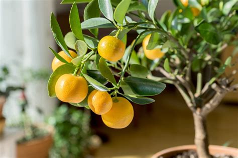 Indoor Citrus Trees - Tips For Growing Citrus Houseplants