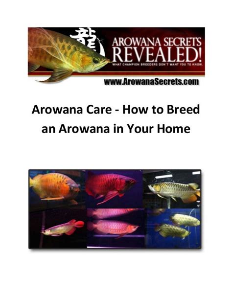 Arowana care how to breed an arowana in your home