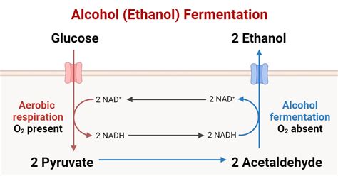 Alcohol Fermentation (Ethanol): Process, Steps, Uses