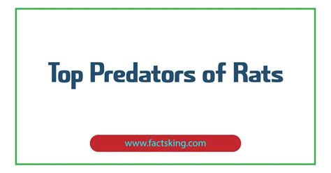 5 Top Predators of Rats that Eat Rats - FactsKing.com