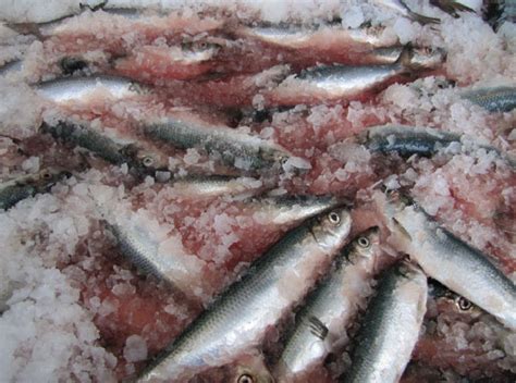 Atlantic Herring | Fogo Island Co-operative Society Ltd.