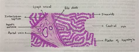 Hepatic lobule and portal triad Portal, Histology Slides, Bile Duct ...