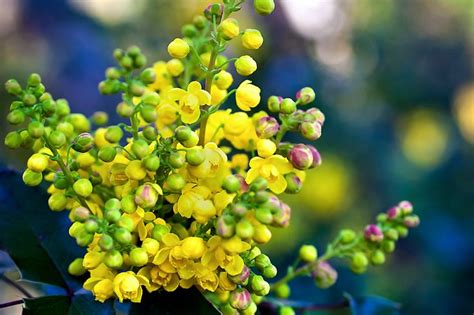 oregon grape-oregon state flower | Oregon ~~ US | Pinterest