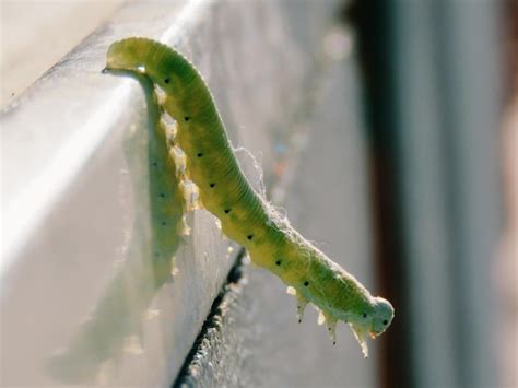 Premium Photo | Close-up of caterpillar on leaf