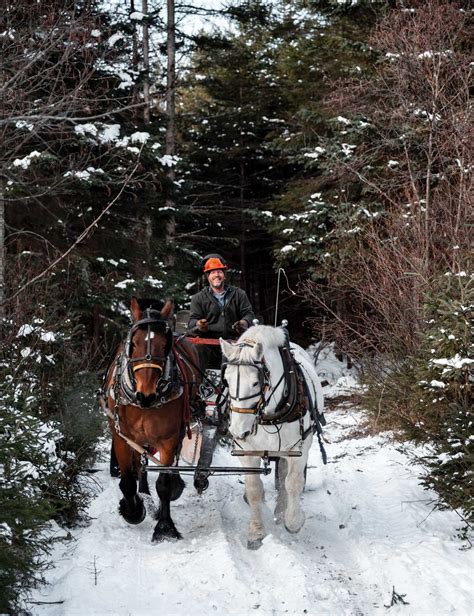 In the Woods With of One of Maine’s Last Horse Loggers | Down East Magazine