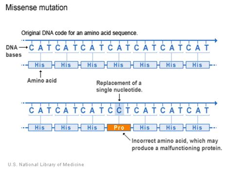 What kinds of gene variants are possible?: MedlinePlus Genetics