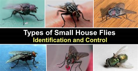 Types of Small House Flies (With Pictures) - Identification and Control