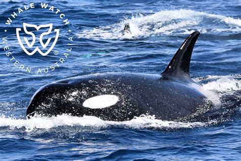 New Pod of 'Enormous' Adult Orcas With Five 'Powerful Males' Discovered ...