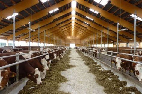 How to Start a Cow Farm: 9 Easy Steps - Slide Business