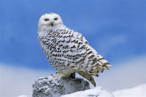 Information of The World: Snowy Owl