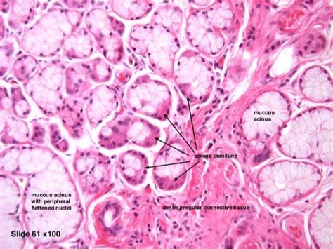 Salivary gland histology