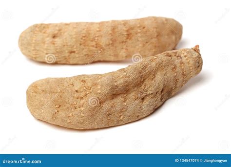 Gastrodia elata stock photo. Image of elata, chinese - 134547074