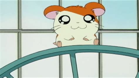 The BEST episodes of Hamtaro: Little Hamsters, Big Adventures season 2 ...