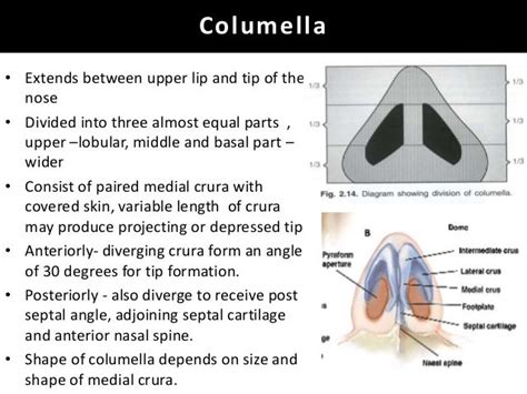 Surgical anatomy of nose