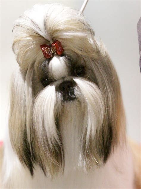 Shih Tzu Grooming Styles Pictures / Pin By Irwing Cesar Salero On Cute ...