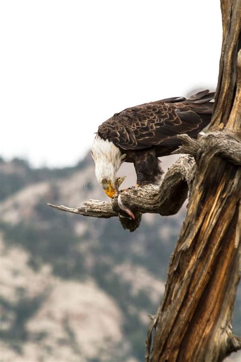 Eagle Eating Fish stock photo. Image of headed, prey - 37686040