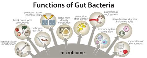 How Your Gut Microbiome Can Affect Your Health - HER'OLOGY