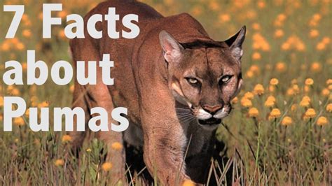 7 facts about Pumas - YouTube