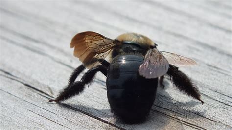 Do Carpenter Bees Sting? - The Infinite Spider