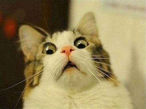 20 Funny Shocked Cat Memes | Shocked cat, Scared cat, Crazy cats