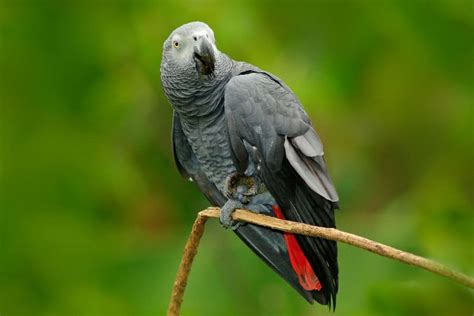 9 Cool African Grey Parrot Facts