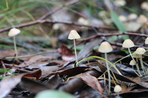 Mycenaceae (Mycenaceae) - Picture Mushroom