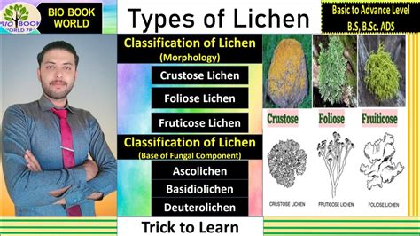 Types of Lichens | Classification of Lichen | Crustose lichen | Foliose ...