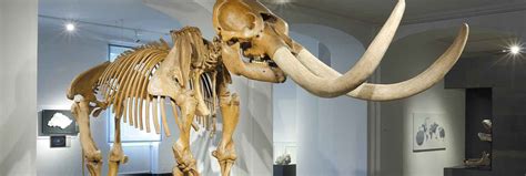 The Story of Charles Willson Peale’s Massive Mastodon | At the ...