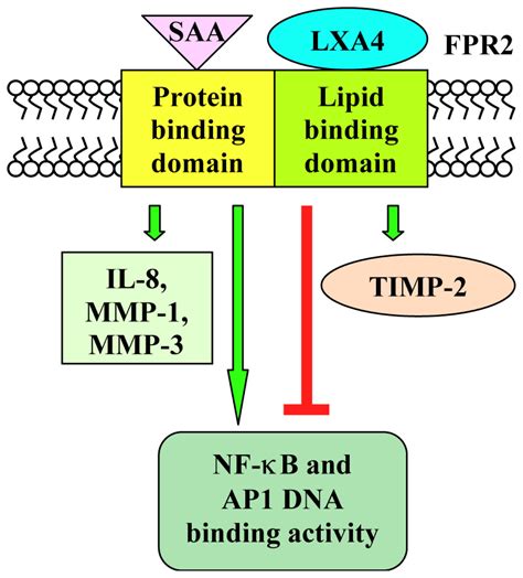 IJMS | Free Full-Text | Distinct Signaling Cascades Elicited by ...