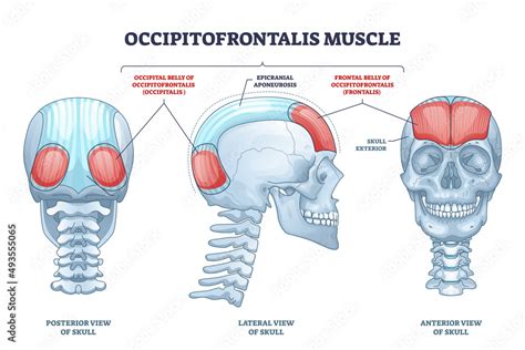 Occipitofrontalis muscle as human skull muscular system outline diagram ...