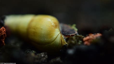 Malaysian Trumpet Snails: Care, Food, Size & Lifespan - Video