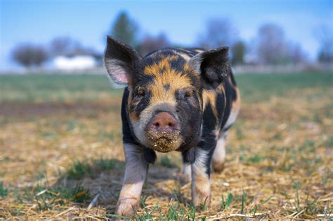 Free stock photo of agriculture, animal, countryside