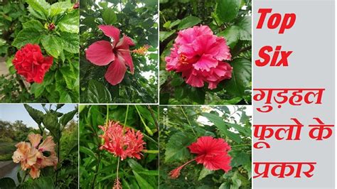 Gudhal Flower Meaning In Hindi | Best Flower Site