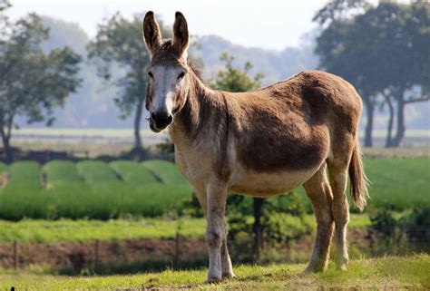 Mule history and some interesting facts