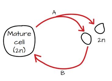 Solved Part D Interpret this protist life cycle. | Chegg.com