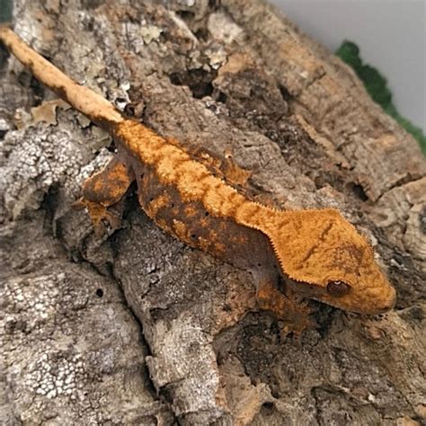 Halloween Crested Gecko by Cowabunga Cresties - MorphMarket