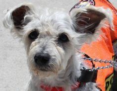 15 Westie X Poodle Mixes Needing Homes ideas | poodle mix, poodle, west ...