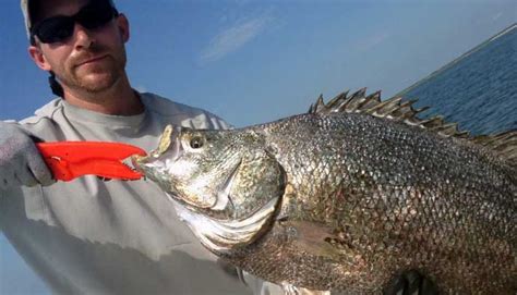 Tripletail Fish: How to Catch Lobotes surinamensis