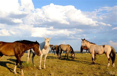 Black Hills Wild Horse Sanctuary | Wild horses, Horses, Equines