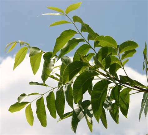 PECAN DESIRABLE* 5 GAL in 2020 | Autumn leaf color, Deciduous trees ...