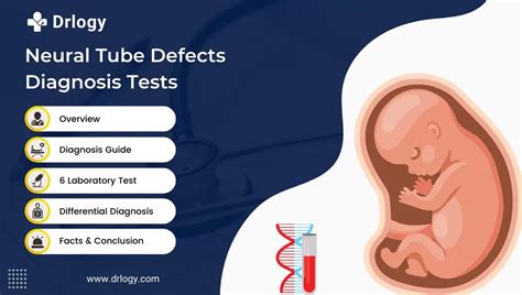 6 Essential Tests For Neural Tube Defects Diagnosis - Drlogy