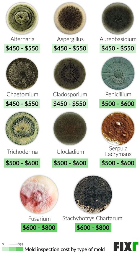 Identifying Types Of Mold