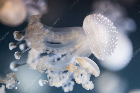 White spotted jellyfish - Stock Image - C048/4118 - Science Photo Library