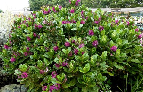 Hebe speciosa: Small evergreen shrub that bees love