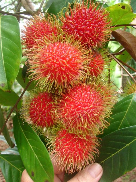 Buy Rambutan (Cutting) Plant » GETSVIEW MARKET