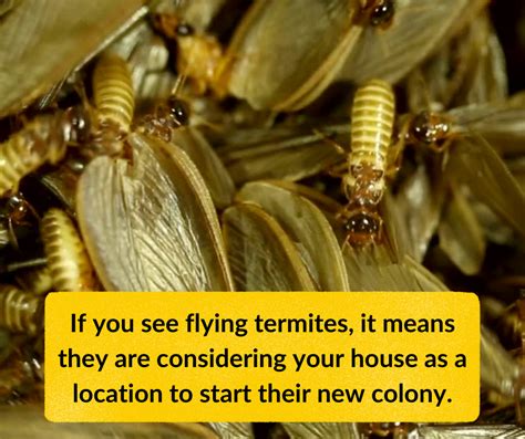 Termite Life Cycle Stages of flying termites, Subterranean, White Ants