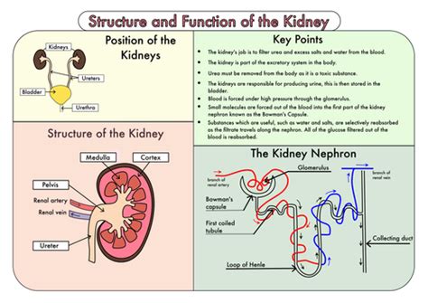 Colour Poster on the Structure and Function of the Kidney by beckystoke ...