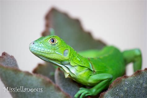 A South Florida Cute, but Invasive Baby Iguana - Missiellaneous