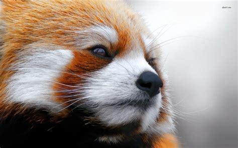 Red panda HD wallpaper | Red panda, Red panda images, Panda wallpapers