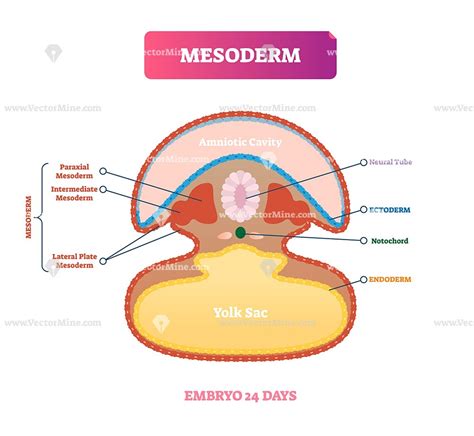 Mesoderm biological vector illustration diagram